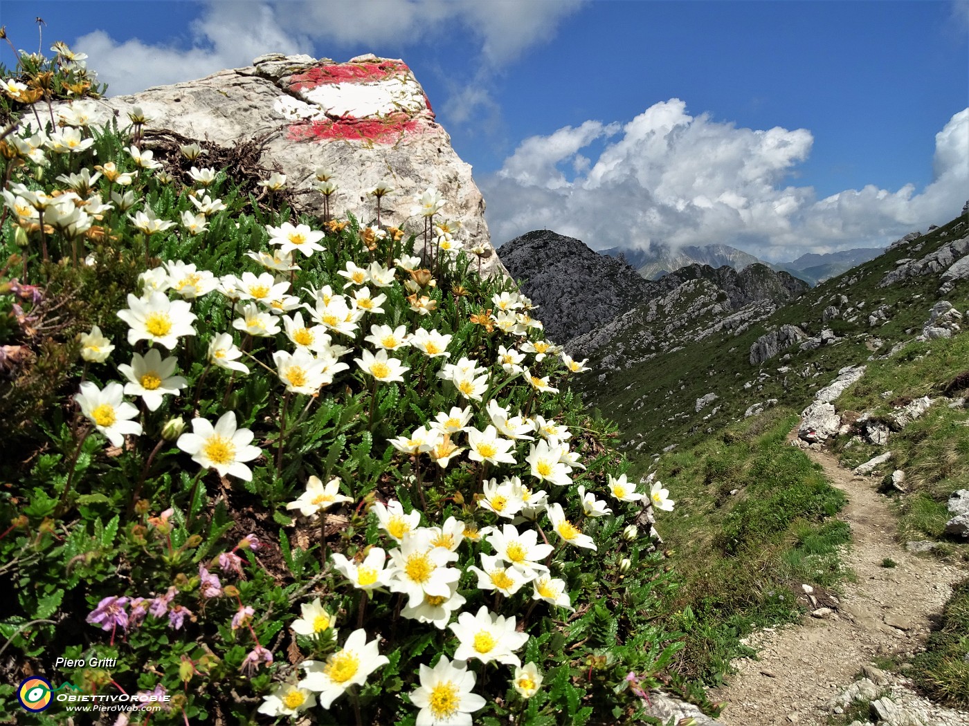 44 Bouquet di  Camedrio alpino (Dryas octopetala)  con vista in Cima Croce .JPG